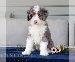 Bernedoodle (Miniature) Puppy for sale in NARVON, PA, USA