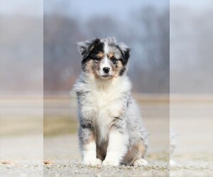 Miniature Australian Shepherd Puppy for sale in FREDERICKSBG, OH, USA