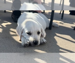 Labrador Retriever Puppy for sale in FORT LUPTON, CO, USA