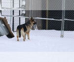 Small #30 German Shepherd Dog
