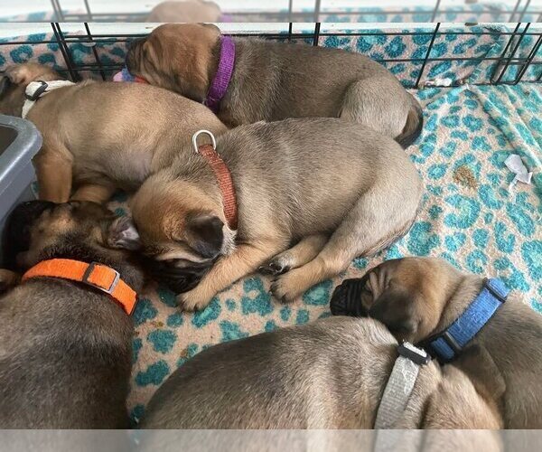 Medium Photo #11 Beagleman-Pug Mix Puppy For Sale in YELM, WA, USA