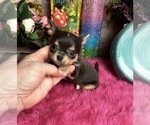 Small #4 Chihuahua
