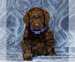 Small Goldendoodle (Miniature)