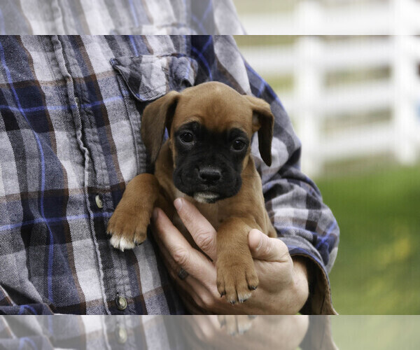 Medium Photo #1 Boxer Puppy For Sale in SHIPSHEWANA, IN, USA