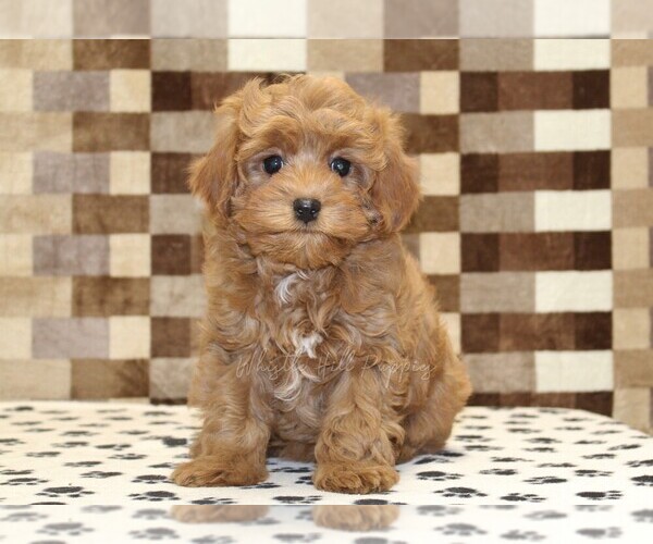 Medium Photo #3 Cavapoo (Miniature) Puppy For Sale in DENVER, PA, USA