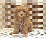 Small #2 Cavapoo (Miniature)