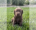 Puppy Puppy 4 remi Labrador Retriever