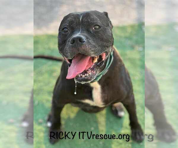 Medium Photo #2 Boxer-Unknown Mix Puppy For Sale in Evansville, IN, USA