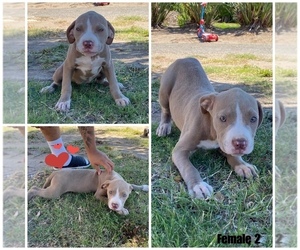 American Pit Bull Terrier Puppy for sale in SAN GABRIEL, CA, USA