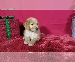 Small Photo #3 Poodle (Standard) Puppy For Sale in COLORADO SPRINGS, CO, USA