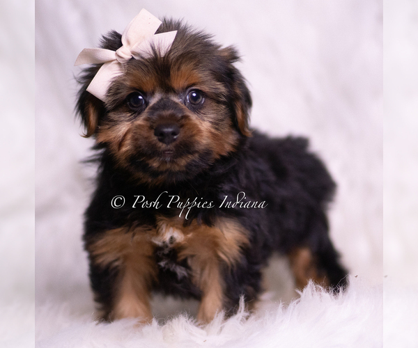 Medium Photo #2 Yorkshire Terrier Puppy For Sale in WARSAW, IN, USA
