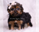 Puppy Gadget Yorkshire Terrier