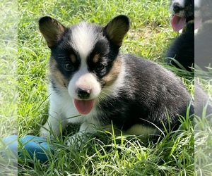 Welsh Cardigan Corgi Puppy for sale in STEPHENVILLE, TX, USA