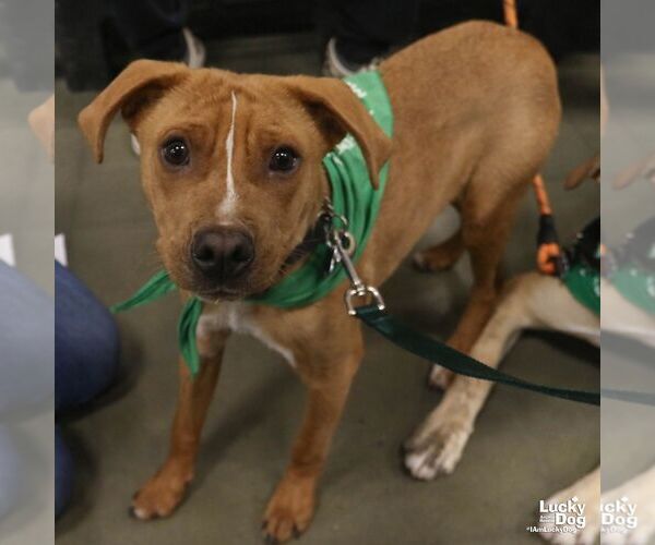 Medium Photo #4 Beagle-Unknown Mix Puppy For Sale in Washington, DC, USA