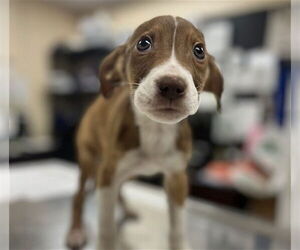 Labbe Dogs for adoption in Center Township, PA, USA