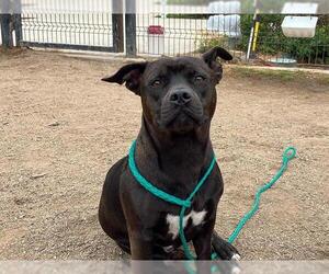 American Pit Bull Terrier-Unknown Mix Dogs for adoption in Orange, CA, USA