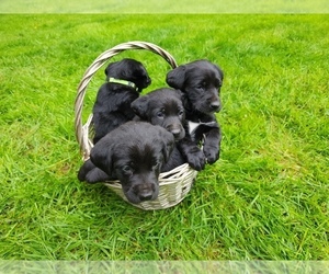 Labrador Retriever Puppy for sale in WOOD VILLAGE, OR, USA