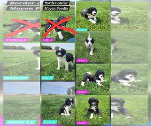 Bordoodle Puppy for sale in SCOTTSBLUFF, NE, USA