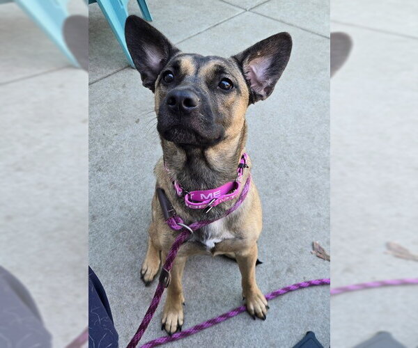 Medium Photo #1 German Shepherd Dog-Unknown Mix Puppy For Sale in Sacramento, CA, USA
