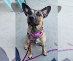 *VENTI - Female German Shepherd Dog-Unknown Mix Dog for Adoption - Small photo