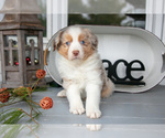 Small #1 Australian Shepherd