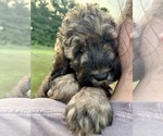 Small #6 Bernedoodle