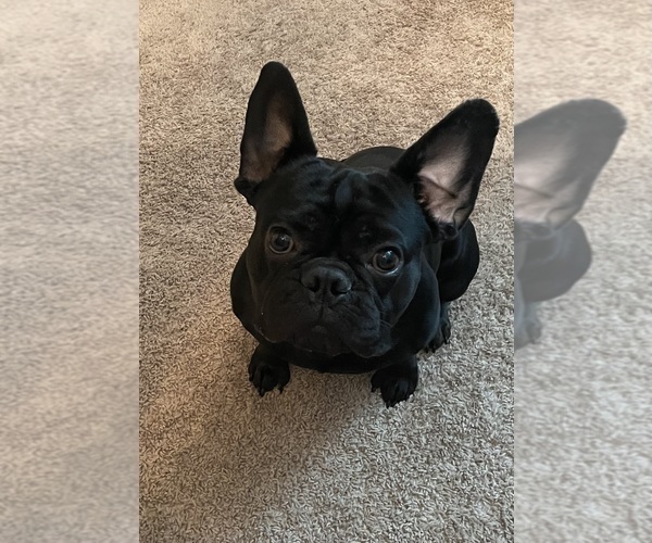 Medium Photo #1 French Bulldog Puppy For Sale in DECATUR, IL, USA