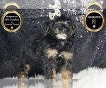 Small #8 YorkiePoo