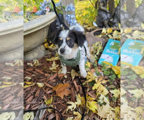 Medium Photo #3 Chihuahua Puppy For Sale in St. Louis Park, MN, USA