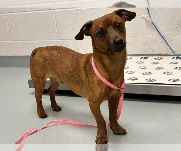 Medium Photo #1 Dachshund Puppy For Sale in St. Cloud, FL, USA