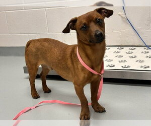 Dachshund Dogs for adoption in St. Cloud, FL, USA