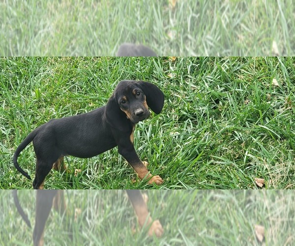 Medium Photo #1 Black and Tan Coonhound-Bloodhound Mix Puppy For Sale in HOOKER, OK, USA