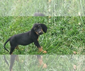 Medium Black and Tan Coonhound-Bloodhound Mix
