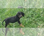 Puppy Puppy 2 Black and Tan Coonhound-Bloodhound Mix