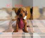 Puppy 4 Goldendoodle