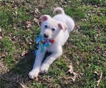 Puppy BENTLY German Shepherd Dog