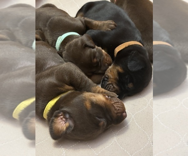 Medium Photo #9 Doberman Pinscher Puppy For Sale in MACOMB TOWNSHIP, MI, USA