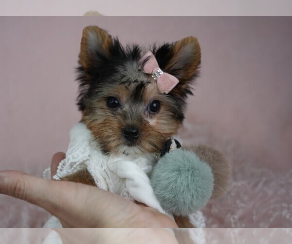 Medium Photo #2 Yorkshire Terrier Puppy For Sale in PEMBROKE PINES, FL, USA