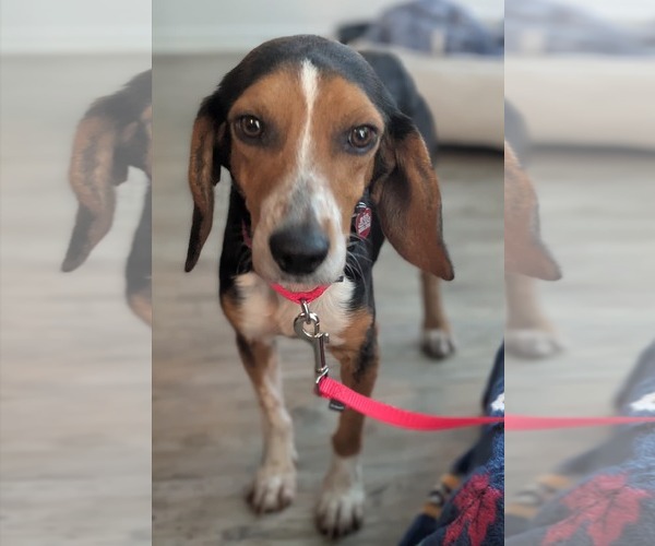 Medium Photo #7 Beagle Puppy For Sale in Dunnellon, FL, USA