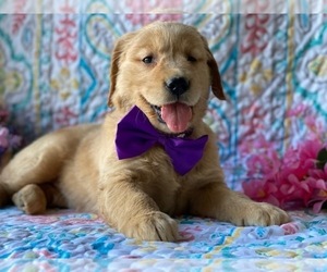 Golden Retriever Puppy for sale in LANCASTER, PA, USA