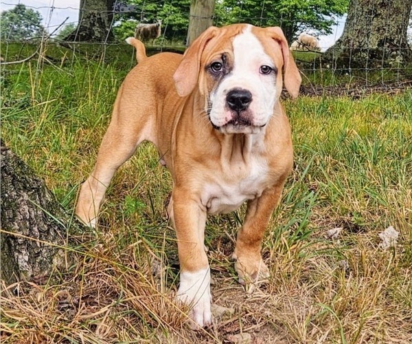 Medium Photo #1 Alapaha Blue Blood Bulldog Puppy For Sale in SHELOCTA, PA, USA