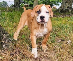 Medium Alapaha Blue Blood Bulldog