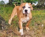 Puppy Navy Collar Alapaha Blue Blood Bulldog
