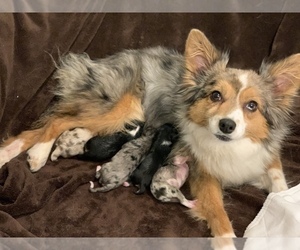 Mother of the Miniature Australian Shepherd puppies born on 12/16/2019