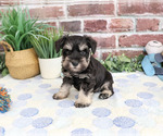Small #2 Schnauzer (Miniature)