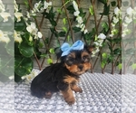 Small #8 Morkie