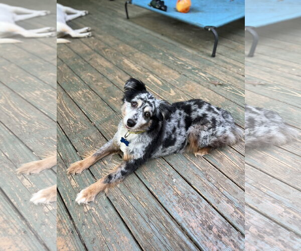Medium Photo #2 Australian Shepherd Puppy For Sale in Lakemont, GA, USA