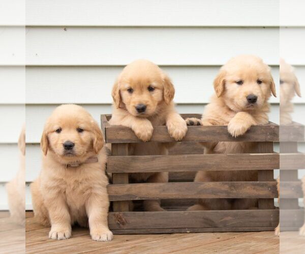 Medium Photo #2 Golden Retriever Puppy For Sale in MORGANTOWN, PA, USA