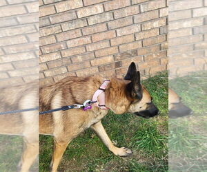 Mutt Dogs for adoption in Imlay City, MI, USA