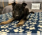 Small #2 German Shepherd Dog